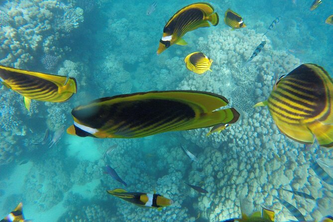 Paradise Island Snorkel Trip From Hurghada With Water Sports - Good To Know