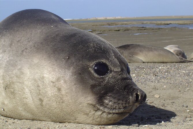 Peninsula Valdes Excursion Cruise, Puerto Madryn - Good To Know