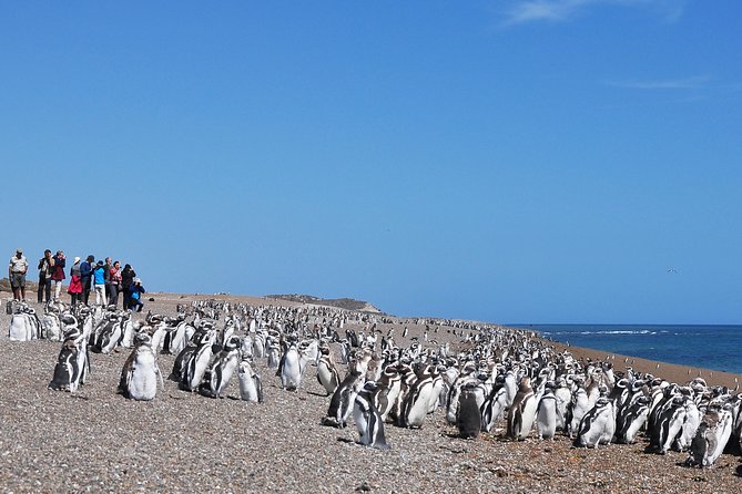Peninsula Valdes Penguin Exploration & Punta Norte - Good To Know