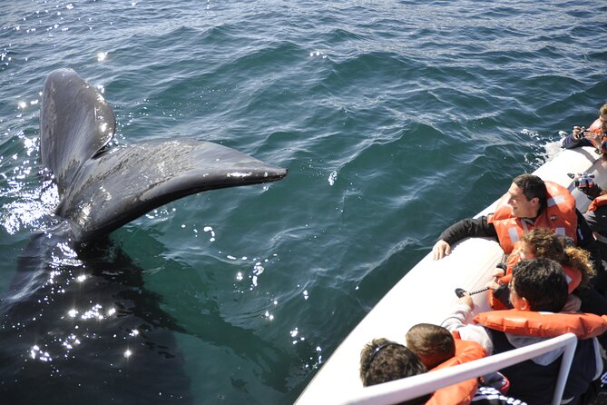 Peninsula Valdes + Whale Watching - Patagonia - Full Day - Good To Know