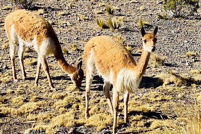 Pillones Waterfall and Stone Forest Excursion From Arequipa - Good To Know