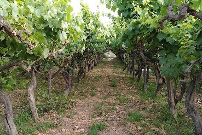 Pisco and Wine Tasting in Ica (Private Tour Includes Breakfast) - Good To Know