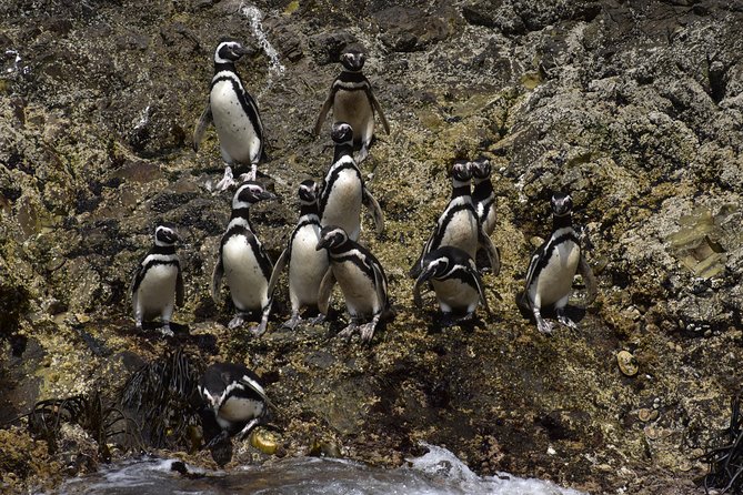 Premium Shared Full Day Excursion Ancud, Penguin Colony Piñihuil and Chilote Countryside - Good To Know