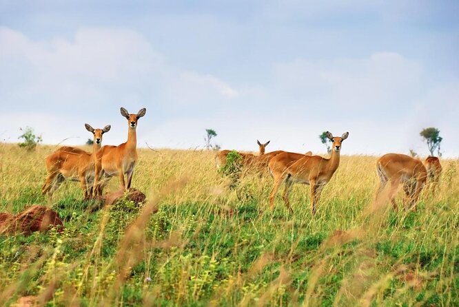 Private 10 Days Primate Experience and Queen Elizabeth Safari Tour - Good To Know