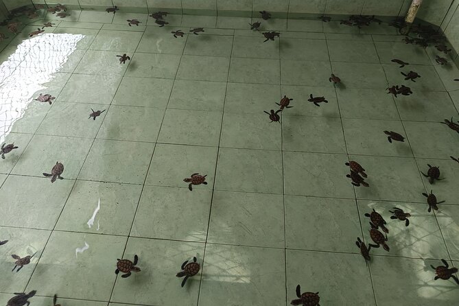 Private 2 Hours Snorkeling Experience With Baby Turtles Visit - Good To Know
