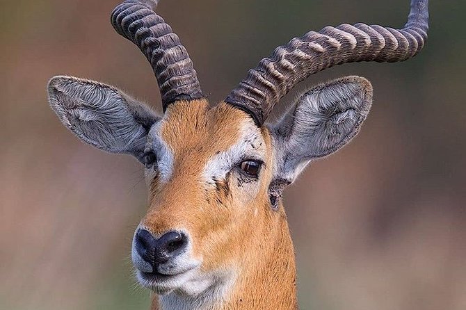 Private 3 Day Luxury Wildlife Migration Safari - Good To Know