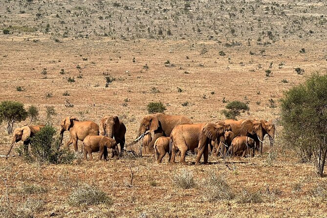 Private 3 Days Train Package Lumo Conservancy (Taita Hills) - Good To Know