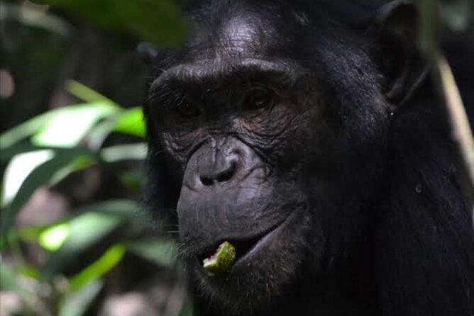 Private 9 Days Wildlife Tour in Uganda - Good To Know
