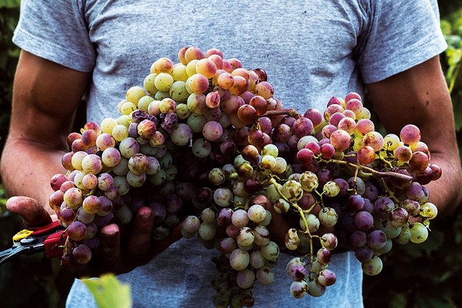 Private Athens Wine Tour For Dedicated Wine Lovers - Good To Know