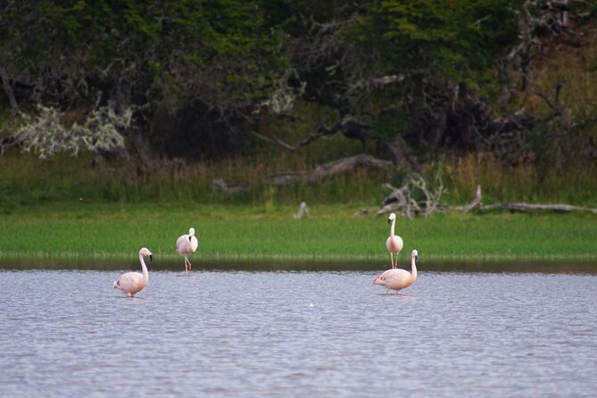 Private Bird Watching Experience in Cerro Castillo - Good To Know