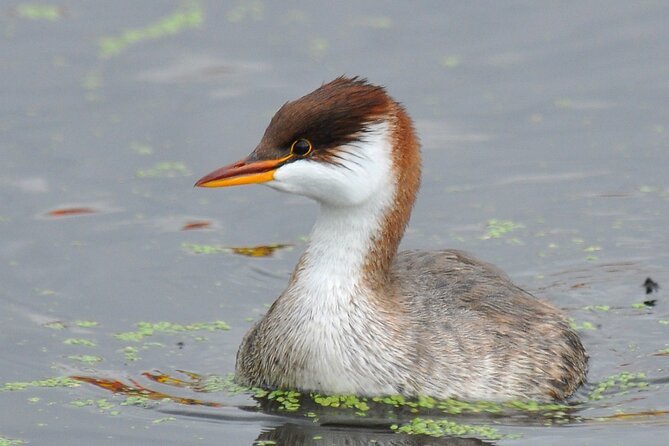 Private Bird Watching on Lake Titicaca - Good To Know