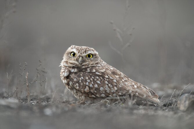 Private Birdwatching and Photography in Lomas De Lachay - Good To Know