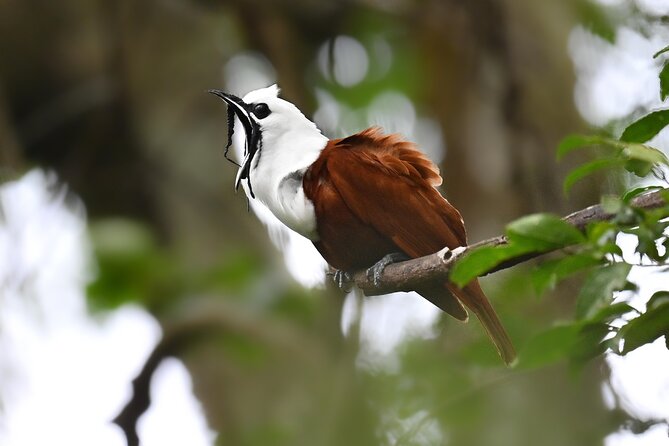Private Birdwatching at Monteverde - Good To Know