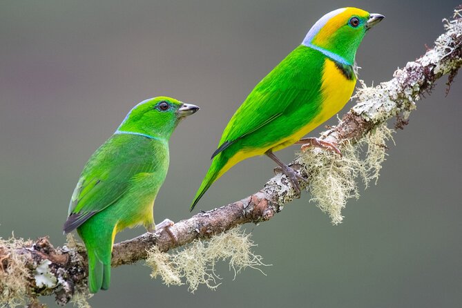 Private Birdwatching Tour at Curi Cancha Reserve in Monteverde - Good To Know