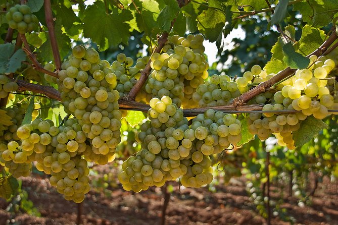 Private Buggy Vineyards Tour - Good To Know