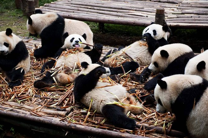 Private Chengdu Highlights Day Trip:Panda Base and City From Harbin by Air - Good To Know