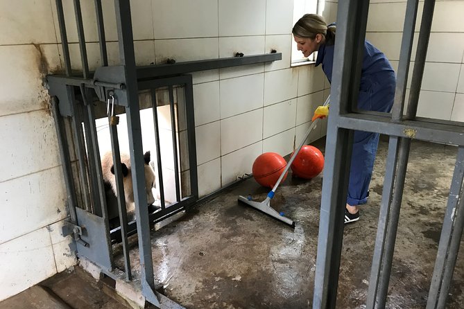 Private Chengdu Panda Volunteer and Irrigation System Tour From Suzhou by Air - Good To Know