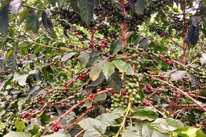 Private Coffee Farm and Factory Visit From Nairobi. - Pickup Points