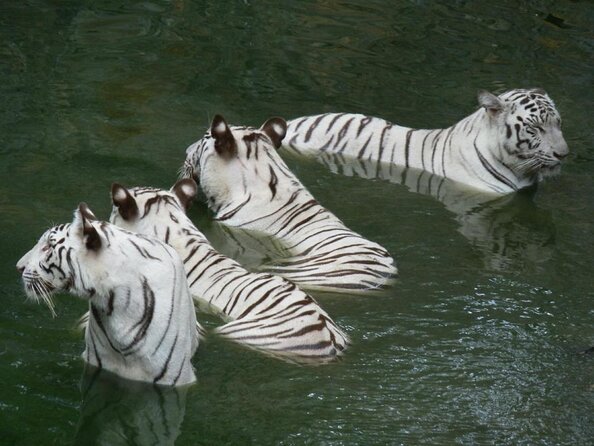 Private Day Tour Of Arignar Anna Zoological Park From Chennai - Good To Know