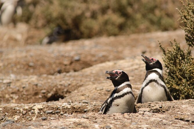 Private Day Tour to Punta Tombo Penguin Colony From Puerto Madryn - Good To Know