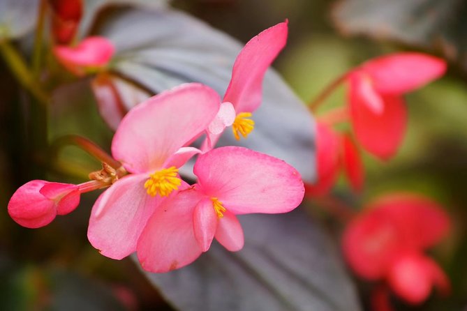 Private Day Tour to South China Botanical Garden From Guangzhou - Good To Know