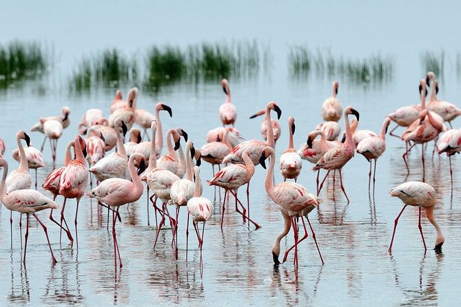Private Day Trip in Lake Nakuru Safari - Good To Know