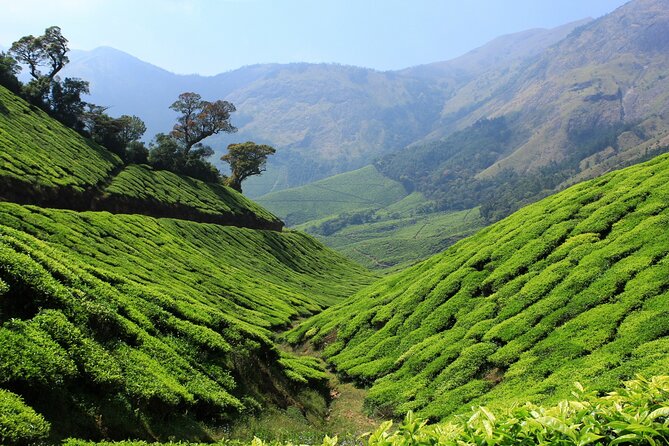 Private Day Trip to Munnar From Kochi (Cochin) - Good To Know
