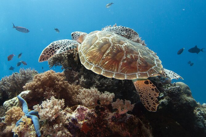 Private Dolphin Watching Experience in Zanzibar - Good To Know