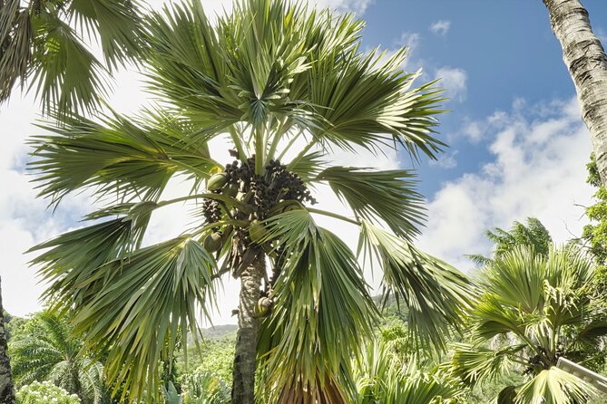 Private Full Day Mahe Island Tour 5-7 Persons - Good To Know