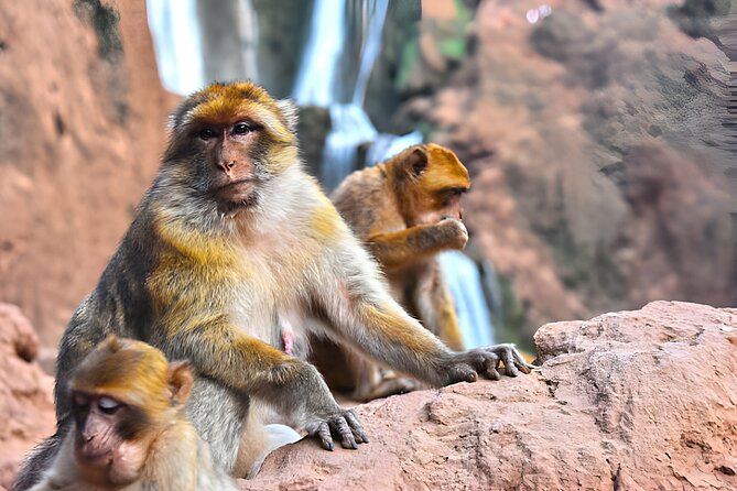 Private Full Day Tour Ouzoud Waterfalls From Marrakech - Good To Know