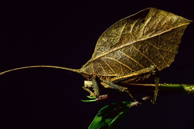 Private Guided Night Walk in the Wonderful Darkness of Monteverde - Good To Know