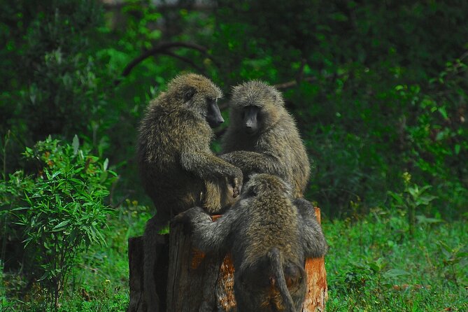 Private Half-Day Nairobi National Park and Giraffe Center Tour - Entrance Fees