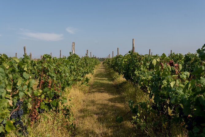 Private Half Day Tour in Mendoza Wineries With Wine Tasting - Good To Know