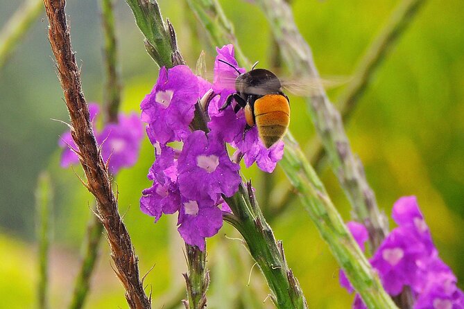 Private Honey Tasting Bike Tour and Butterfly Garden Walk - Good To Know