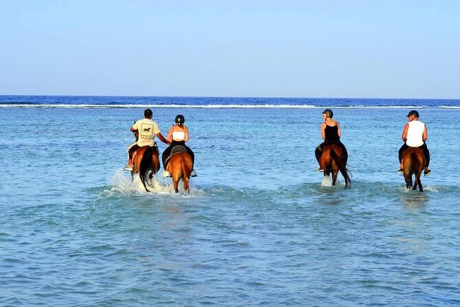 Private Horseback Riding in Marsa Alam and Port Ghalib - Good To Know