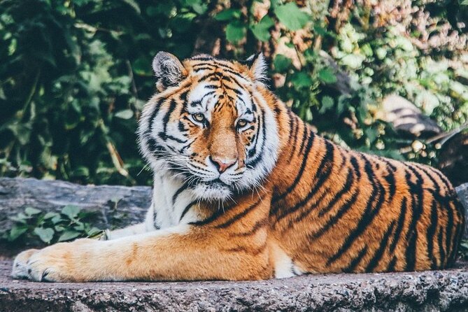 Private Ranthambore Wildlife Safari Tour From Delhi - Good To Know