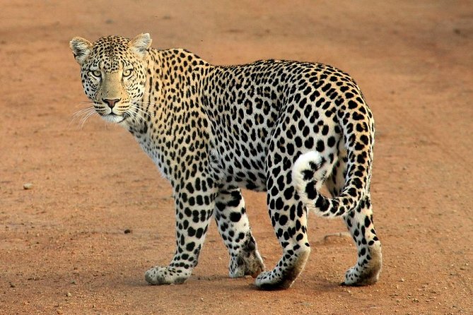 Private Safari at Yala National Park - Good To Know