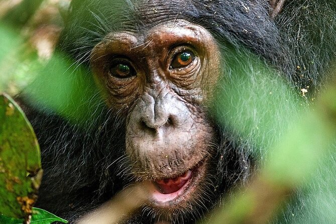 Private Safari to Kibale and Murchison Falls - Good To Know