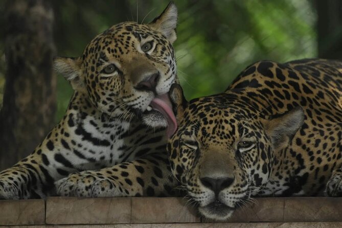 Private Sightseeing Tours Puntarenas Natuwa Rescue Center - Good To Know