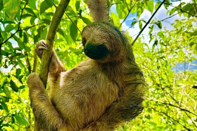 Private Sloth & Waterfall Tour at Dreams Las Mareas - Good To Know