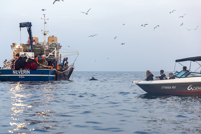 Private Sunrise Dolphin Watching With Drinks in Rovinj - Good To Know