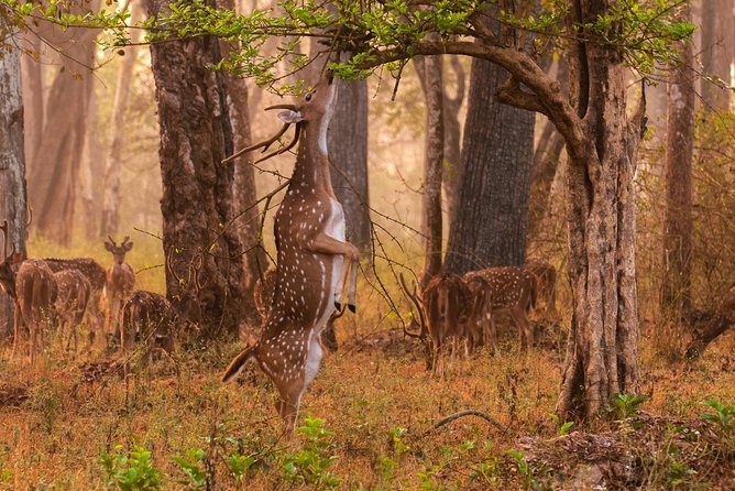 Private Tiger Safari to Panna National Park From Khajuraho - Tour Highlights