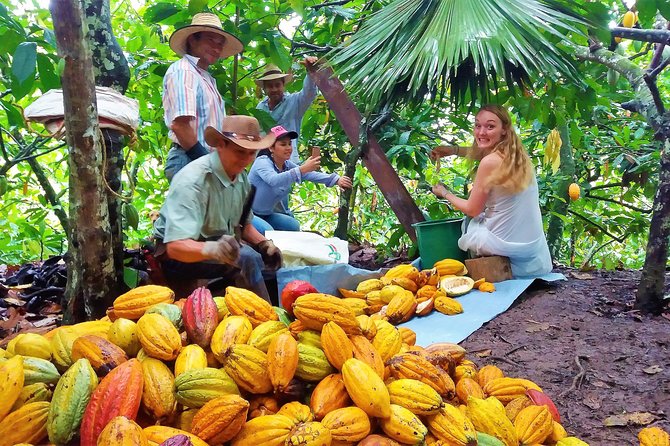 Private Tour - Cacao Tour (Cultivations) - Good To Know
