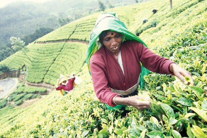 Private Tour Ceylon Tea Experience From Colombo - Transportation and Pickup