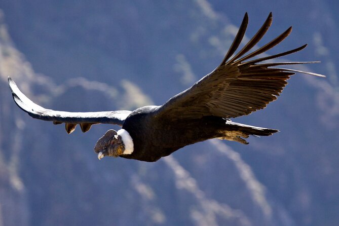 Private Tour Chonta Condor Viewpoint From Cusco - Good To Know
