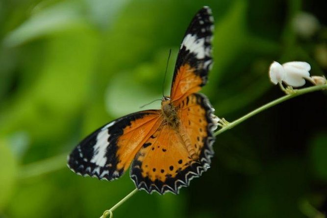 Private Tour for Butterfly Farm & Craft Batik 4hrs Usage - Good To Know