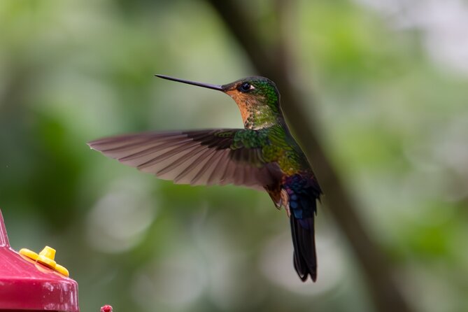 Private Tour, Hummingbird Paradise and Monserrate in Bogotá - Good To Know
