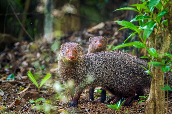 Private Tour Minneriya National Park From Colombo - Good To Know
