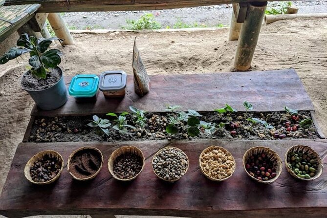 Private Tour of Salento Cocora Valley and Finca Luguer Coffee - Good To Know