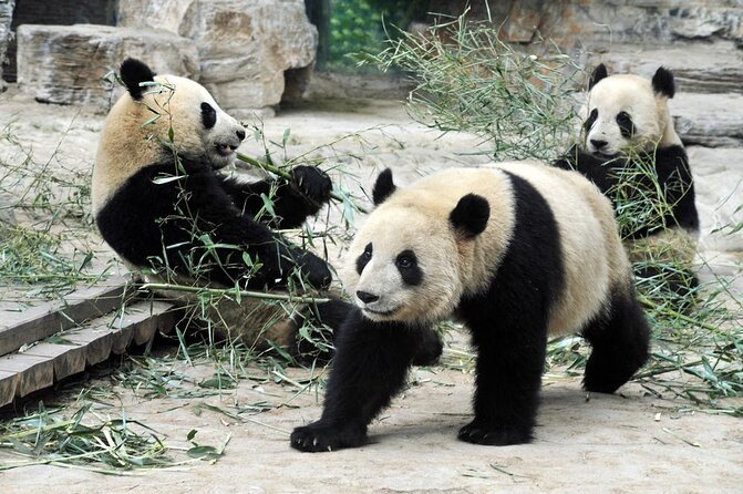 Private Tour of Shanghai Zoo, Xintiandi and Qibao Old Street With Local Delicacy - Good To Know